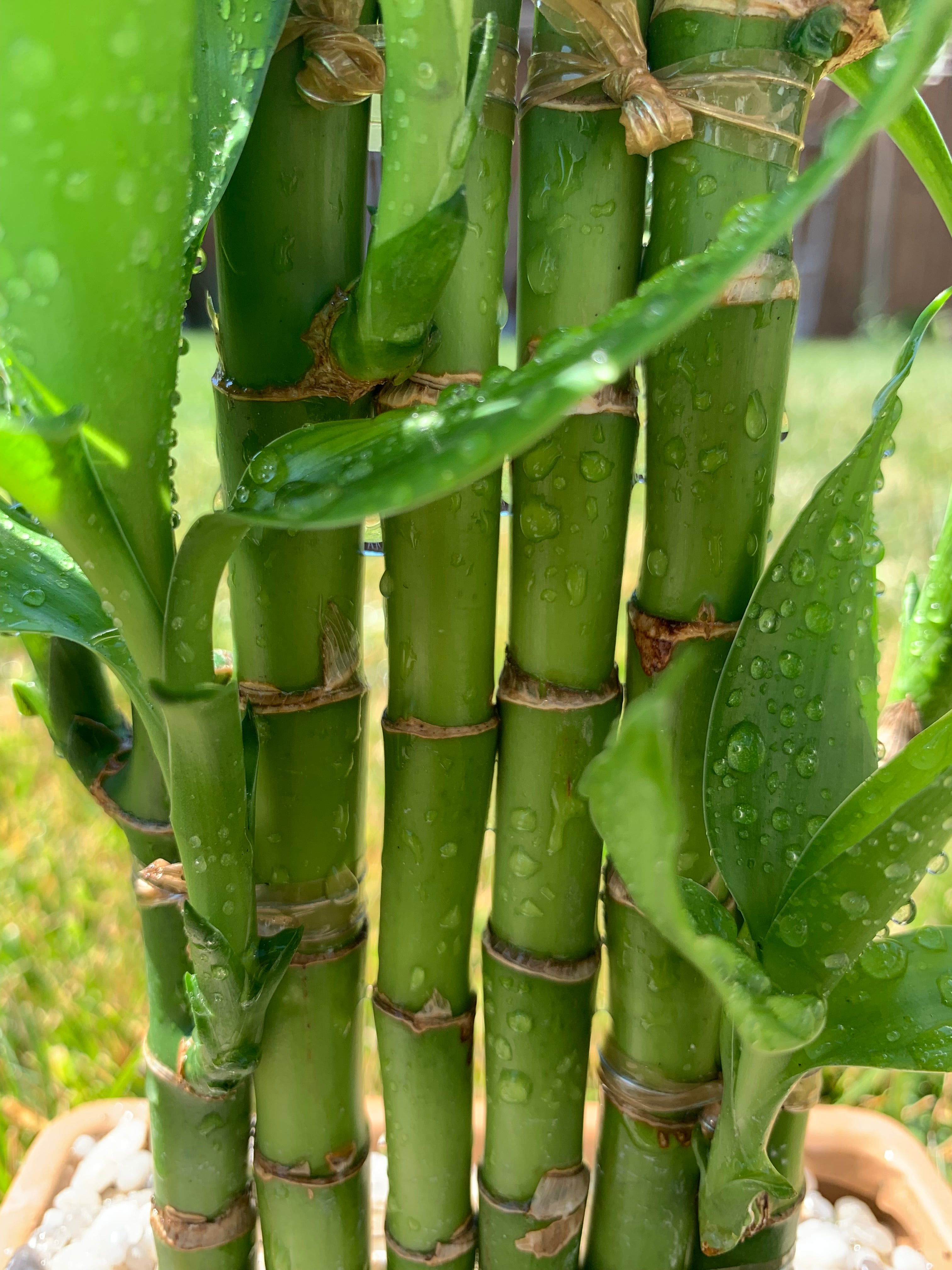 Why Bamboo based clothing?